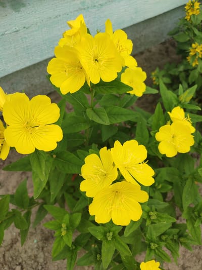 The image shows a close-up of several bright yellow flowers with green leaves, set against a backdrop of a light blue, weathered wooden surface and grey ground. The flowers are delicate, with five petals each and visible stamens. One of the flowers has a small black insect on it. The lighting suggests it is daytime. The scene is likely a garden or yard in Kvitneve, Ukraine, given the provided context.