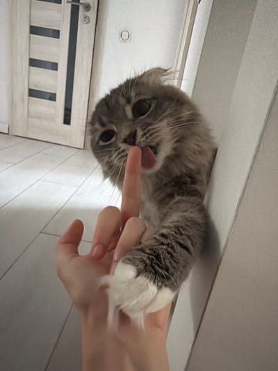 The media file depicts a close-up, upside-down shot of a fluffy grey cat licking a human finger. The cat's eyes are wide and dark, and its pink tongue is visible against the finger. The cat has white paws and a grey and white striped pattern on its fur. A human hand is visible, with the finger extended towards the cat. The background appears to be an indoor setting with white tiled walls and a light-colored door with vertical slats. A circular light switch or fixture is also visible on the wall. The lighting suggests it is daytime. The overall emotion conveyed is playful and affectionate between the cat and the human. The image is likely taken in Vovchynets, Ukraine, based on the provided location context. There is no visible text in the image.