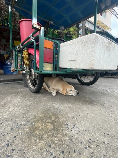 A light brown dog is lying on a concrete surface, partially beneath a green tricycle cart. The cart has a red tub at the front and a large white coolerbox at the back. The dog is resting its head on its paws, eyes closed. The environment appears to be an urban setting, possibly a street or marketplace, with buildings and vegetation visible in the background. The concrete is wet and shows signs of wear. The overall scene suggests a moment of rest for the animal in a busy, possibly hot, environment.