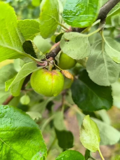 The image shows a close-up of a small, green apple on a branch, surrounded by lush green leaves. The apple is slightly round with a reddish blush on one side, and small water droplets are visible on its surface. The leaves are vibrant green, with some appearing wet and shiny. The background is softly blurred, suggesting an outdoor setting with natural light. The overall impression is one of fresh growth and a peaceful, natural environment. There are no people or man-made structures visible in the image, and no specific details are provided about the location in Posadnikov Ostrov, Russia.