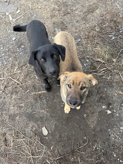 The image captures an overhead view of two canines standing on an unpaved outdoor surface in the city of Bessergenovka, Russia. The canine on the left is solid black, with brown eyes, dropped ears, and a visible black tail. It stands on all four legs, angled slightly to the right. Adjacent to it, on the right, is a canine with tan-colored fur, exhibiting darker shading on its muzzle and back, and possessing brown eyes with partially erect ears. This animal also stands on all four legs, angled slightly to the left. Both canines are looking directly upwards towards the camera. The ground beneath them is composed of packed dirt, loose gravel, and scattered dry, light-colored vegetative detritus, with some areas appearing darker, consistent with damp or muddy soil.