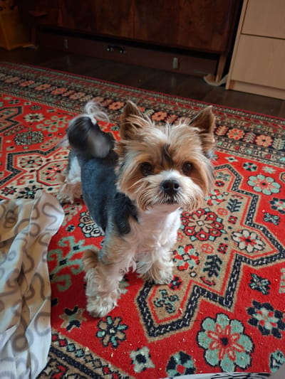A small, fluffy dog, appearing to be a Yorkshire Terrier or similar breed, is the central subject of this high-angle photograph. The dog has light brown and white fur, with a notable dark grey-black patch of fur visible on its side. Its face is predominantly light brown and white, with dark, expressive eyes looking directly up at the viewer, and a small black nose.
The dog is positioned on a vibrant red patterned rug, which features intricate traditional designs in black, beige, and light blue. Scattered across the rug are small white and yellowish crumbs or debris, suggesting a lived-in indoor environment. In the bottom right corner of the frame, a corner of a white or light-colored blanket with grey, swirling patterns is visible.
To the left of the dog, the background consists of dark wooden furniture, possibly a cabinet or chest, and lighter wooden cabinetry above it. A section of dark wooden flooring is also visible along the left edge of the rug. The lighting in the scene is bright, indicative of an indoor setting during daytime. The overall scene conveys a domestic and cozy atmosphere. No visible text is present in the image. The location is Kondratovo, Russia.