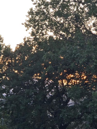 The image shows a close-up of dense green foliage, likely from a large tree, with the warm, golden light of the sun filtering through the leaves and branches. The sky in the upper left corner is a bright, washed-out white, suggesting it is either dawn or dusk, or possibly an overcast day with intense light. The lighting creates a dappled effect, with areas of bright orange and yellow light visible through the dark green leaves. There are no people, buildings, or identifiable landmarks present in the image. The context of Salerno, Italy, is not visually evident from the provided image.