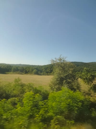 The image captures a wide, panoramic view of a rural landscape under a clear blue sky. In the foreground, lush green foliage, appearing slightly blurred due to motion, dominates the lower portion of the frame. Behind this, a field of dry, golden grass stretches horizontally. Further into the background, a dense forest of green trees covers rolling hills, creating a textured backdrop. The scene suggests a natural environment, possibly on the outskirts of Banya, Bulgaria, characterized by open fields and extensive woodland.