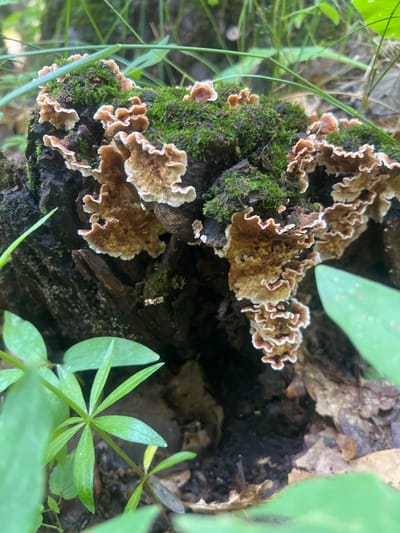 The image captures a close-up view of a decaying tree stump covered in vibrant green moss and clusters of delicate, fan-shaped fungi. The fungi exhibit a tiered, layered structure with ruffled edges, displaying shades of tan, brown, and white with hints of pinkish-red along the margins. They are growing on the sides and top of the stump, interwoven with the moss. The background consists of blurred green foliage, suggesting a forest or wooded environment. In the foreground, lush green leaves of a low-lying plant are visible, some in sharp focus and others slightly out of focus. The overall scene is one of natural decomposition and growth, characteristic of a forest floor. The image is taken outdoors, likely in a natural setting within the city of Tsakhkadzor, Armenia, given the context provided. No people or animals are present in the frame.