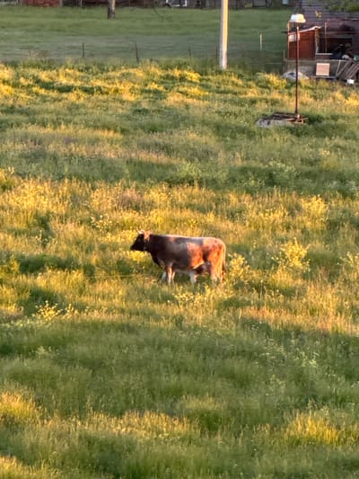 An outdoor, eye-level, medium shot depicts a dark brown and reddish cow grazing in a sun-drenched green pasture in Polje, Montenegro. The cow, positioned towards the center-right of the frame, has its head lowered, actively eating grass. Its coat shows variations of dark brown and reddish-brown hues, and short horns are visible.

The field is lush, predominantly green, interspersed with patches of lighter green and yellow vegetation, possibly wildflowers or sun-bleached grass, which catch the golden light. The lighting suggests the late afternoon or early evening "golden hour," with warm, soft sunlight illuminating the scene from the left, creating subtle shadows that streak across the field. In the blurred background on the far left, indistinct rustic structures can be seen, including what appears to be a wooden fence or shed, and a tall metal post with a white object near its top. The weather appears clear and sunny. No visible text is present in the image.