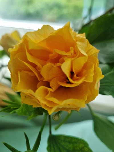 A close-up photograph captures a vibrant, double-petaled yellow hibiscus flower in full bloom. The flower dominates the center of the frame, showcasing its numerous ruffled and layered petals, which create a dense, full appearance. The petals display a rich, sunny yellow hue, with subtle variations in shading that lend depth to the bloom. Some deeper folds in the petals show hints of orange, and the center of the flower is shadowed, adding to its three-dimensional quality.

Green leaves are visible around and behind the prominent flower. Several broad, dark green leaves are partially seen at the top, bottom, and right edges of the frame, exhibiting clear vein patterns and appearing healthy. The background is softly blurred, producing a bokeh effect that draws attention to the intricately detailed flower. This indistinct backdrop features patches of light green, suggesting distant foliage or an outdoor scene viewed through a window, interspersed with brighter, almost white areas, indicating strong natural light or reflections.

The overall lighting is bright and natural, illuminating the flower and enhancing its warm, cheerful color, indicative of daytime. The image depicts a moment of natural botanical beauty without any human activity or discernible events. No visible text is present. The scene evokes a sense of tranquility and natural splendor. The location context for this image is Kemul, Russia.
