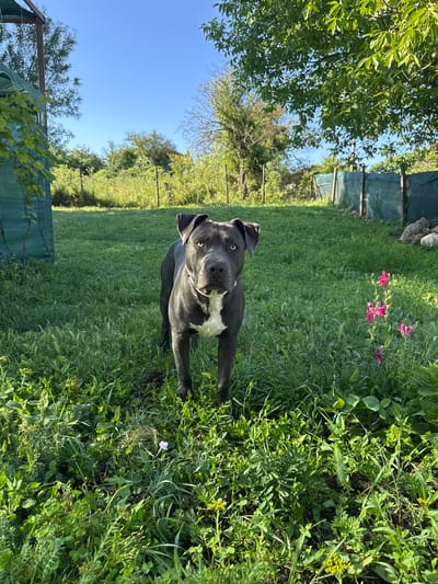 A dark gray Pitbull dog stands facing the camera in a grassy yard. The dog has a white chest patch and light blue eyes. Behind the dog, a green fence runs along the edge of the property, with trees and foliage visible beyond it. To the right of the dog, a small cluster of pink flowers is in bloom. The scene appears to be in a rural or suburban outdoor setting, likely in Zornitsa, Bulgaria, given the presence of the distinctive green fencing commonly used in the area. The sky is clear and blue.