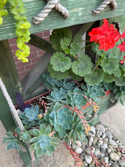 A high-angle shot showcases a green wooden planter box filled with succulents and other plants. The planter is adorned with thick, twisted ropes. The succulents, predominantly light green and blue-green, are densely packed in the foreground, with some featuring delicate orange and yellow flower stalks. Behind them, a few large-leafed green plants are visible, alongside bright red flowers. A dark purple leaf peeks out from behind the succulents. The planter sits on a textured surface, possibly concrete, scattered with smooth, grey river stones. In the background, a brick wall and green wooden beams of an outdoor structure are visible. The scene appears to be an outdoor setting, possibly a garden or patio. No people or animals are present. The image is sharp and well-lit, with a shallow depth of field that blurs the background elements. The location is identified as New Athos, Abkhazia.