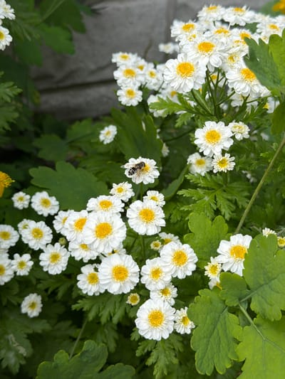 A close-up, eye-level shot captures a cluster of white flowers with yellow centers, commonly known as feverfew, blooming in Luka, Ukraine. The flowers are surrounded by lush green foliage, and a textured grey brick wall forms the backdrop. A bee is visible on one of the flowers, its body resting on the petals and its proboscis extended. The lighting is natural, suggesting an outdoor setting. The image focuses on the delicate details of the flowers and the insect, highlighting the natural beauty of the scene.