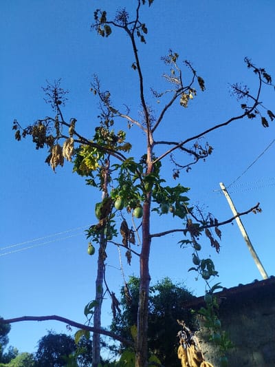 A tall, slender tree with two main trunks reaches towards a clear blue sky. Its upper branches are bare and twiggy, while the middle section bears green leaves and several round, green fruits. Scattered brown, dried leaves cling to some branches. Below, green foliage and a section of a roof are visible. An electrical pole with wires runs diagonally across the upper right portion of the image.