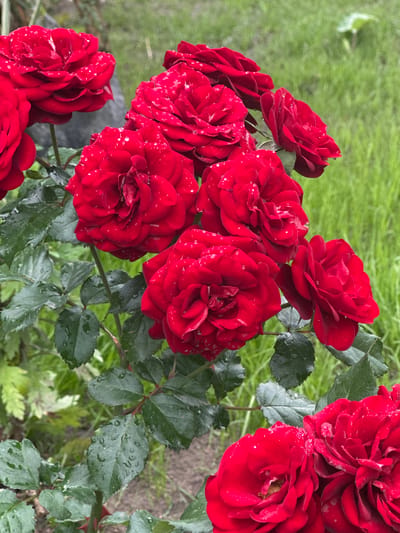 This is a close-up, high-angle, full-shot photograph of a cluster of vibrant red roses with dew drops on their petals. The roses are in various stages of bloom, with some fully open and others still tightly furled. Their deep red color is rich and velvety, and the water droplets scattered across their surfaces glisten, suggesting recent rain or morning dew. The petals are intricately layered, creating a sense of depth and texture. Dark green, wet leaves frame the roses, adding to the lush, natural feel of the scene.
The background is softly blurred, consisting primarily of out-of-focus green foliage and hints of soil. The overall impression is one of natural beauty and freshness. The lighting suggests it might be daytime, possibly after a rain shower, given the wet appearance of the leaves and the dew on the flowers. The location cues, while not explicit in the image itself, are provided as Zvenyhorodka, Ukraine, which contributes to the context of a garden or natural outdoor setting. There is no text visible in the image. The image evokes a feeling of tranquility and the simple beauty of nature.