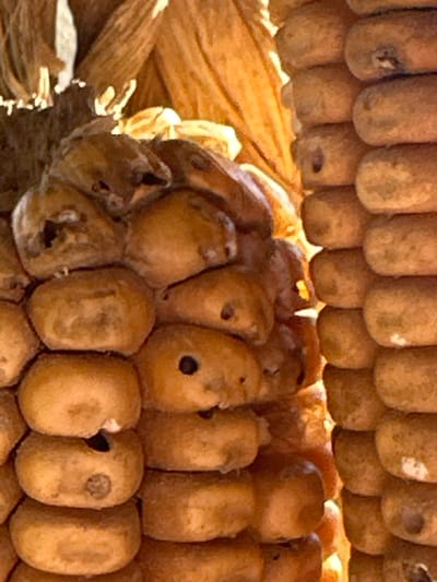 The image presents a close-up, vertical view of dried corn, situated in what appears to be an agricultural storage or processing area in Tú Lệ, a commune in Văn Chấn District, Yên Bái Province, Vietnam. On the left side of the frame, a mass of irregularly shaped, dried corn kernels, some detached and others partially affixed to remnants of cobs, is visible. Several kernels within this cluster exhibit dark brown or black discolorations and surface imperfections. Portions of fibrous, light brown material, consistent with dried corn husks, are present in the upper left and central background. On the right side, multiple parallel rows of horizontally stacked, dried corn cobs or cob segments form a distinct, vertically oriented structure. The kernels on these stacked cobs are generally uniform in their arrangement along the cob, but some also display dark spots and slight shriveling. The overall lighting is warm, indirect, and diffused, illuminating the upper section of the depicted corn.