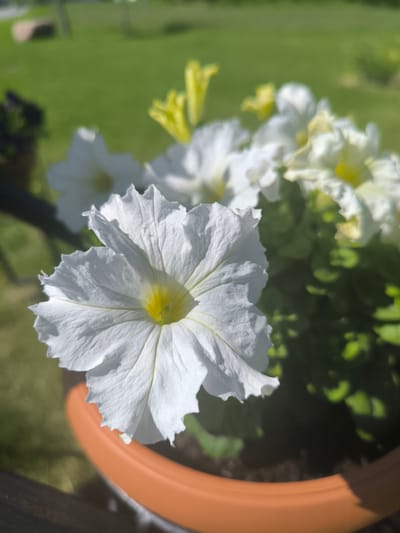 In the foreground, a white petunia flower with a yellow center is in focus, its delicate, ruffled petals catching the sunlight. The flower is planted in an orange terracotta pot, which is partially visible at the bottom of the frame. Behind the prominent petunia, other white and yellow petunias bloom in a cluster, their forms softened by a shallow depth of field. The background consists of a blurred green lawn with some indistinct shapes that might be outdoor furniture or landscaping elements. The scene appears to be an outdoor setting on a sunny day. The location is identified as Laskino, Russia.