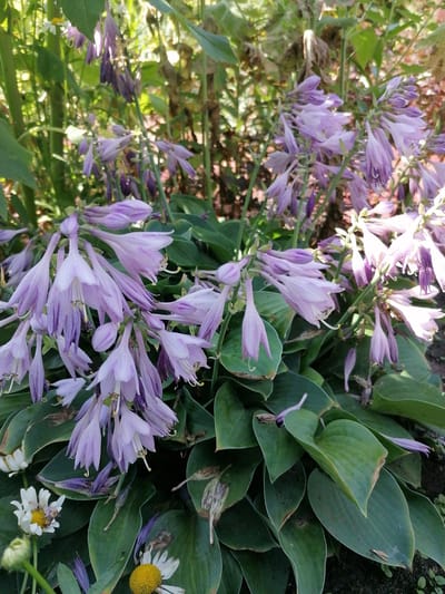 The image is a close-up, eye-level shot of hosta flowers and leaves in an outdoor setting. The flowers are a light purple color and hang in drooping clusters. Some are fully open, revealing their delicate trumpet-like shapes, while others are still in bud. The leaves of the hosta plant are large, broad, and a deep green, with some showing signs of browning at the edges. In the lower left corner of the image, there are two white daisies with yellow centers. One daisy is partially wilted, and the other is also showing some signs of wear. The background is blurred, with green foliage and brown earth visible, suggesting a garden or natural environment. The lighting suggests it is daytime, with dappled sunlight filtering through the leaves. No people are present in the image.