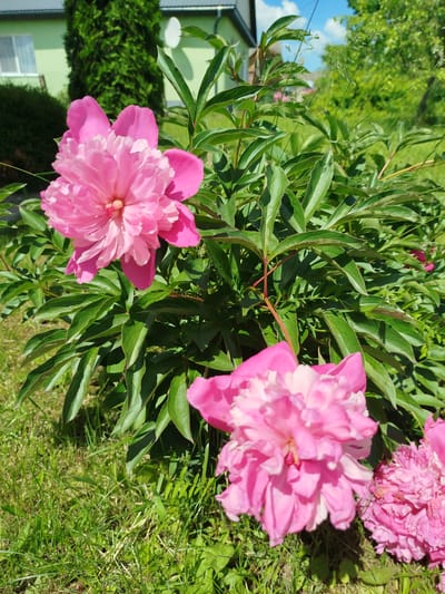 This media file is a close-up photograph of several vibrant pink peonies in bloom. The flowers are the primary subjects, with their lush petals and green foliage filling most of the frame. They are growing in a garden setting, with green grass visible in the foreground and a blurred background suggesting a residential area. A light green building with a grey roof and a white satellite dish are visible behind the plants, along with trees and a bright blue sky with some clouds, indicating it is daytime. The sunlight casts shadows on the grass and leaves, suggesting it is a sunny day. The scene conveys a sense of natural beauty and the peacefulness of a summer garden. There is no visible text in the image. The location context provided is Крывасельскі сельскі Савет, Belarus.