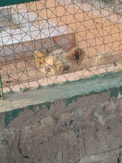 The image depicts a lioness in an enclosure within the city of Garun Gawa, Nigeria. The lioness, with tawny fur and visible eyes, is lying down on a dirt or sand floor, positioned behind a wire mesh fence. Its head is lowered, and its gaze is directed forward through the mesh. The fence consists of a grid pattern of interwoven metal wires. Below the fence, a thick, rough-textured concrete wall or barrier, partially painted with a faded green or teal color, is visible. Beyond the lioness, a light-colored, possibly concrete or tiled structure is present in the background of the enclosure.