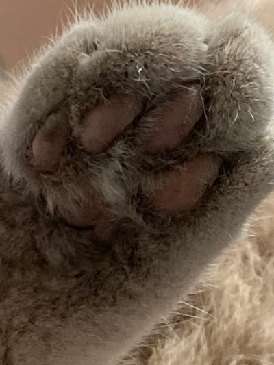 A close-up, high-angle shot focuses on the fluffy, gray paw of a cat. The paw pads, which are a dusky pink color, are visible beneath the dense fur. The surrounding environment is indistinct, appearing as a soft, blurred background of warm, neutral tones. There is no indication of the cat's location in Kisliakovskaya, Russia.
