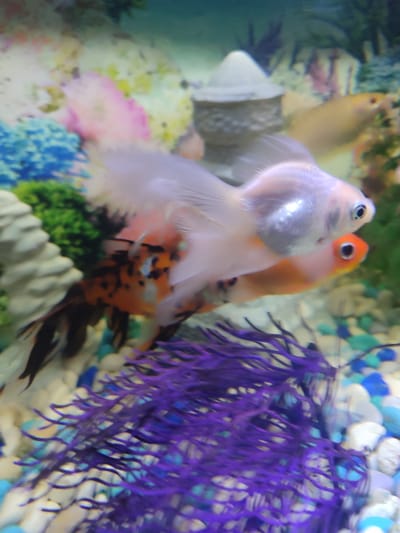The image shows two goldfish in a fish tank. The tank is decorated with colorful gravel, artificial plants, and a small decorative structure in the background. The fish are swimming close together. One fish is a pale, almost white color, while the other is orange with black markings. The background is blurry, but suggests other decorative elements in the tank. The image was not necessarily taken in Kotlas, Russia, and there is no evidence to suggest that it was.