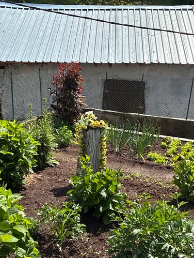 This image presents a sunny garden scene in Bokilovtsi, Bulgaria, featuring a variety of plants alongside a rustic building. The image is oriented to show the garden bed in the foreground and middle ground, with a building structure in the background on the left.
The garden bed is filled with dark, rich soil, supporting several types of lush vegetation. In the center, an upright tree stump or log serves as a focal point, decorated with a string of small, artificial yellow flowers, possibly mini-sunflowers. To the left of the stump, a plant with deep red-purple foliage provides a color contrast. Further into the garden bed, there are several large, bushy green plants, some showing early flower buds, likely peonies. A cluster of tall, grassy green plants grows towards the back of the bed. In the lower right of the frame, a freshly picked bundle of green herbs, possibly parsley, lies on the soil, suggesting recent gardening activity.
Behind the garden, a building features a corrugated silver metal roof on the left, characterized by horizontal ridges and visible fasteners. Below the roof is a concrete wall or foundation, part of which is covered by a green-coated chain-link fence over an opening or window. A concrete retaining wall separates the garden bed from the building's foundation. The scene is illuminated by bright daylight, casting clear shadows and indicating sunny weather. No discernible text is visible in the image.