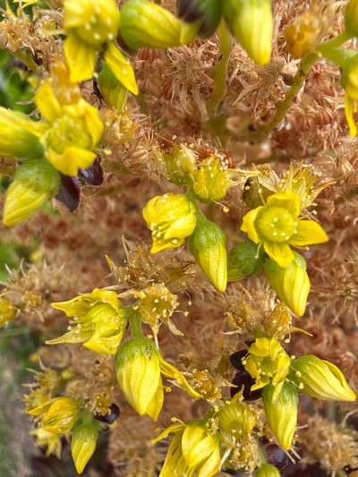 The image displays a macro-level view of a plant in bloom, located in Rancho Palos Verdes, United States of America. The scene features multiple clusters of small, bright yellow flowers and associated buds. Each open flower typically consists of five to six yellow petals with prominent, lighter yellow to white stamens at its center. Elongated, light yellow-green buds are interspersed among the open flowers. The background is composed of a dense, intricate matrix of dried, light brown, spiky, or fibrous plant material. Scattered within the floral clusters are darker, possibly maroon or reddish-brown, shriveled leaf-like structures. Minute dark specks, consistent with small insects or environmental debris, are visible on some flower stems and petals. No human subjects, animals, or specific actions are depicted; the scene captures a static botanical detail.