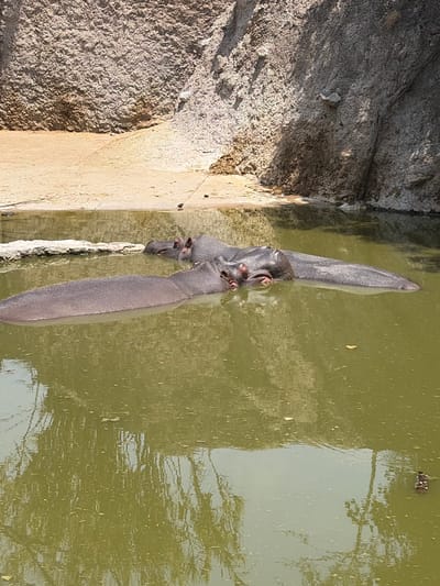 Two hippopotamuses are submerged in murky water, with only their heads and backs visible. They are close to a rocky wall. The water reflects tree branches and other objects. The location is presumed to be in San Pedro Zacachimalpa, Mexico.