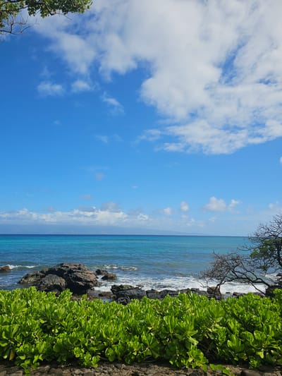 A vertical, eye-level outdoor shot depicts a vibrant coastal scene in Napili, Hawaii, USA. The image is divided horizontally, with the upper two-thirds dominated by a brilliant blue sky dotted with fluffy white clouds. The lower third transitions from the sky to the turquoise ocean, which meets a rocky shoreline. Lush green vegetation lines the foreground, with the ocean waves gently crashing against the dark volcanic rocks. A bare, gnarled tree branch extends from the right side of the frame, its silhouette stark against the blue sky and ocean. The horizon is distant, with faint outlines of islands visible in the far distance. No people or animals are present in the scene, and no actions or interactions are taking place.