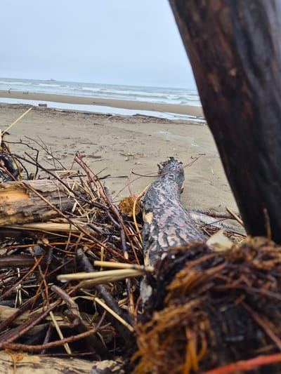 The image depicts a close-up view of driftwood and debris on a sandy beach, with the sea and a ship in the distance. The foreground is dominated by a pile of weathered branches and logs, some dark and wet, others lighter and dry. A larger piece of driftwood, with a textured, dark bark, lies horizontally across the frame, its surface showing cracks and peeling. The beach stretches out behind, appearing wet and somewhat barren, with small waves breaking on the shore. The sky is overcast, creating a muted, gray light that casts a somber mood over the scene. In the far distance, a red-hulled ship is visible on the horizon, seemingly navigating through the choppy sea. The environment suggests a coastal area, possibly during a cloudy or foggy day. The location is identified as Uglegorsk, Russia.