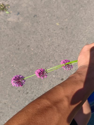 In Psilske, Ukraine, on a sunlit paved surface, a person's arm is visible, holding three small, spherical purple flowers attached to green stems. The flowers are positioned in a line. The ground is a light gray asphalt with some scattered pebbles and sparse green vegetation in the upper left corner. The arm appears tanned and is casting a shadow.