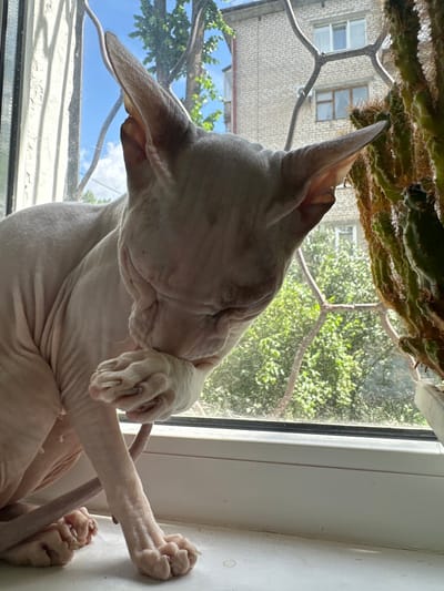 A hairless cat, likely a Sphynx, is grooming its paw on a white windowsill in front of a window. Outside the window, a brick building with windows is visible, as well as green foliage and a blue sky with clouds. A tall cactus in a pot is on the right side of the windowsill, partially obscuring the view outside. A metal grate is attached to the window frame, casting shadows on the scene. The image appears to have been taken in an urban environment.
