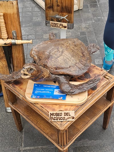 An upright, close-up shot shows a preserved sea turtle on display in Iquique, Chile. The turtle, likely a Green Sea Turtle (Chelonia mydas), is mounted on a wooden display stand, accompanied by informational signage. The sign identifies the turtle as a "Tortuga Verde" and provides its scientific name. "Museo Del Pacifico" is marked on multiple wooden signs with fish graphics. A person wearing blue leggings with a turquoise pattern is partially visible in the upper-left corner of the frame. A wooden table with decor elements is visible below. The background features gray pavers.