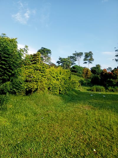 The image shows a grassy hillside landscape under a clear blue sky with scattered clouds. Several trees and bushes of varying sizes and shades of green cover the hill. The grass is well-maintained, but some litter is visible in the foreground. There are no people visible in the scene. The location is likely in a natural or park area. The image is taken during daylight hours with adequate lighting. This scene does not appear to be in Laos or contain any indicators that it is in the city of Thalang.