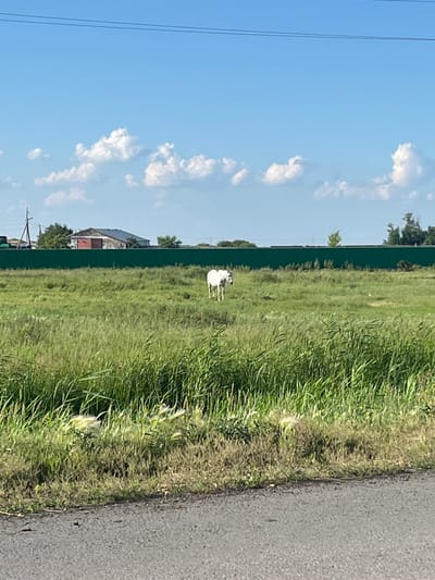 A solitary white horse stands in a grassy field in the village of Ozernyy Aul district, Kazakhstan, under a bright blue sky with scattered white clouds. A long, green metal fence runs horizontally across the middle ground, separating the field from a rural landscape with buildings and trees visible in the distance. The foreground features a portion of an asphalt road and a dense area of tall, green grass.