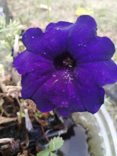 A close-up, slightly blurred image shows a vibrant purple petunia flower in a pot. The flower is the primary subject, dominating the frame with its ruffled petals and dark center. Tiny white specks, possibly pollen or water droplets, are visible on the petals. The background is out of focus, showing hints of greenery and brown organic matter in the pot, suggesting it is an outdoor setting. A small, clear plastic pot rim is visible at the bottom right. The scene is likely from a garden or outdoor plant display in Доўгаўскі сельскі Савет, Belarus.