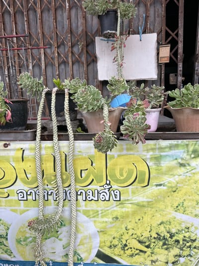 A vertical outdoor shot captures a section of a market stall in Phuket City Municipality, Thailand. In the foreground, several hanging plants with variegated green and white leaves, and thick, segmented stems, are draped across the frame. These plants are in planters that are stacked vertically, with one pink and two brown planters visible. To the left, a rusty metal roll-up gate provides a backdrop. A white sign with blue string attached is hanging on the gate. To the right of the plants, a large yellow banner with green stylized text and images of food is visible. The banner is partially obscured by the plants. The image appears to be taken during daylight hours, with no strong indications of weather. The overall scene suggests a vibrant, possibly bustling, market environment. The text on the banner is in Thai script.