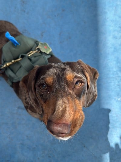 The image displays a dapple-patterned dog, likely a Dachshund mix, looking directly up at the camera. The dog's coat is a blend of dark brown, black, and tan/reddish-brown hues, with a distinctive merle pattern visible across its head and body. It possesses soulful brown eyes that engage the viewer.

The dog is equipped with an olive-green tactical-style harness or vest across its back. Attached to the harness near its left shoulder is a small, bright blue poop bag dispenser. On the right side of the harness, a green, possibly flower-shaped or paw-print charm with a red center is visible. A brass or gold-colored clip, presumably for a leash, is also attached to the harness.

The scene is set outdoors on a flat, uniformly blue surface, which appears to be concrete or pavement. Strong, defined shadows are cast on this blue ground, indicating bright sunshine and a clear sky, suggesting it is daytime. The dog's shadow is visible, along with a larger, indistinct shadow to the right, possibly belonging to the photographer or another nearby object.

The dog's gaze is direct and attentive, conveying a calm and gentle expression. Given the West Hollywood context, the setting could be a park, a residential patio, or another pet-friendly outdoor area. There is no visible text in the image.