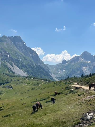 In Krajišta, Montenegro, a pastoral scene unfolds on a bright, clear day with a brilliant blue sky dotted with fluffy white clouds. Rolling green hills dominate the foreground and midground, interspersed with scattered dark green shrubs and patches of lighter green grass. A winding dirt road cuts across the landscape, with several horses grazing peacefully on the grassy slopes adjacent to it.

In the foreground, two dark-colored horses, one adult and one foal, are the primary subjects, with the adult grazing and the foal standing nearby. Further up the hill, along the dirt road, a small group of horses are visible, some grazing and others standing. Another horse is seen grazing on a separate patch of grass on the left side of the image. In the far distance, on the left side of the frame, several small buildings, appearing to be cottages or chalets, are nestled into the hillside, suggesting a rural settlement.

The background is defined by majestic, towering mountains. The mountain range on the left is characterized by steep, rocky slopes with green vegetation clinging to the lower sections and patches of snow or ice visible higher up. The mountains on the right are also rugged and imposing, with snow-capped peaks and dramatic shadows. A few scattered evergreen trees are visible on the slopes, adding to the alpine atmosphere. The overall impression is one of serene natural beauty and rural tranquility.