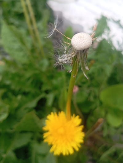 A close-up, eye-level, vertical shot depicts a dandelion plant in Sofiivska Borshchahivka, Ukraine. The dandelion is in a transitional stage; a fully bloomed yellow flower is visible in the lower left, out of focus. Above it, a seed head is mostly depleted, with a few white parachute-like seeds still attached and some detached seeds floating in the air to the left. The stem is green and slightly curved. The background consists of blurred green foliage, suggesting an outdoor natural setting. The lighting is natural, with a bright, diffused quality. No people or animals are present. The overall impression is one of natural decay and propagation.