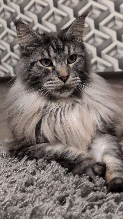 A Maine Coon cat is lying on its back, with its head turned towards the camera. The cat has green eyes and grey tabby markings. Its fur is long and fluffy, with lighter grey and white accents. The cat's body is partially obscured by its fur and a grey, textured rug. In the background, there is a geometric pattern in shades of grey and white. The overall impression is one of relaxation and comfort.