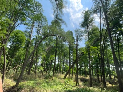 The image depicts a forest of tall, slender trees with green foliage under a bright blue sky with scattered white clouds. The ground is covered in grass and low vegetation. Some trees are leaning or broken. The location is the Water Forest Park in Xinghua, China.