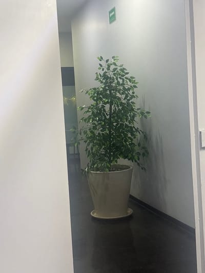 The image depicts a potted tree indoors. The tree is green and leafy, and it sits in a light gray or beige pot with a tray underneath. The pot is positioned against a wall that transitions from white to gray. A dark gray or black floor is visible to the right of the pot. A green emergency exit sign is on the wall. The image is indoors. There is no information that specifies the location as Buenavista, Mexico.