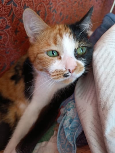 A calico cat with green eyes is lying on a patterned red surface. The cat is looking to its right, away from the camera. Its fur is a mix of orange, black, and white. To the right of the cat, there are several fabric items, including a textured, light-colored cloth and a blue patterned fabric. The background appears to be a textured red upholstery. There is no indication of the city of Alexandrov, Russia, or any other specific location.