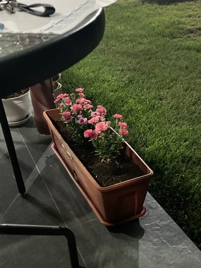 In Slobozia-Dușca, Moldova, a brown planter box filled with soil and vibrant pink carnations sits on a dark gray tiled surface. Beside it, a white ceramic pot containing a plant is visible, along with a dark reddish-brown decorative pot. In the background, a lush green lawn extends into the distance. A dark-legged table with a reflective surface occupies the foreground, with objects partially obscured on its surface. The scene is illuminated by artificial light, casting shadows on the tiled ground.