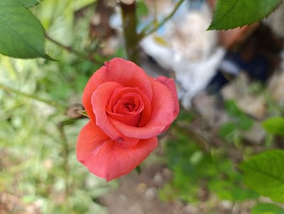 The image displays a single, partially bloomed rose, centered and viewed from an overhead perspective. The rose exhibits a coral-pink to salmon-pink coloration, with tightly spiraled inner petals gradually unfurling into broader outer petals. A small, dark, punctiform mark is visible on one of the lower outer petals. The rose is flanked by multiple green leaves; a distinct, serrated-edged leaf is visible in the upper-left quadrant, and another partially obscured green leaf appears in the lower-right quadrant. The background is rendered with a shallow depth of field, resulting in significant blur. It consists primarily of indistinct green foliage and brown ground tones. In the upper-right portion of the blurred background, a white, crumpled, amorphous object is partially visible alongside other highly blurred shapes. The scene is illuminated by diffuse, natural light. This depiction is presented as being located in Nikolichevtsi, Bulgaria.