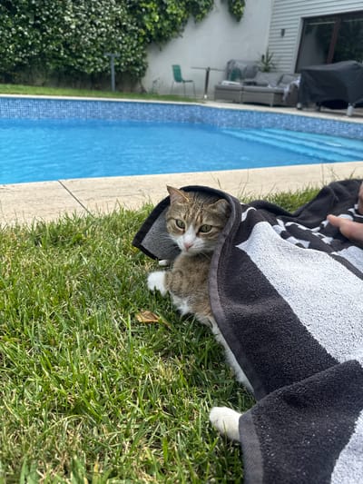 A domestic cat is lying on green grass next to a swimming pool. The cat is partially covered by a black and white striped towel. The pool is blue and appears to be outdoors. In the background, there is a white building with windows and a fence covered in greenery. The scene is illuminated by natural light. The location is not specified as Beşiktaş, Turkey.