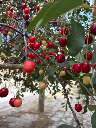 The image depicts a close-up view of a cherry tree laden with ripe and unripe cherries. The cherries are a mix of deep red, pinkish-red, and pale yellow, indicating different stages of ripeness. They are attached to thin branches, with green leaves interspersed throughout the frame. The perspective is from below, looking up into the branches of the tree, with a blurred background of what appears to be a wall or fence and some greenery. The lighting suggests it is daytime, likely bright. The scene is natural and appears to be outdoors, possibly in a garden or orchard. There are no people visible, nor any text. The overall impression is one of abundance and the natural process of fruit ripening. The specific location context provided is Strelcha, Bulgaria.
