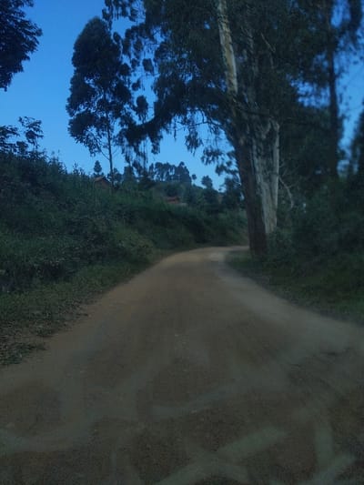 The image depicts an unpaved dirt road in the city of Mambosa, Democratic Republic of the Congo, under low light conditions consistent with dawn or dusk. The road, appearing dry and compacted, originates in the foreground and curves gently to the right into the mid-distance. To the right of the road, a large tree with a distinctive pale trunk and dense, dark green foliage rises prominently, its upper branches extending towards the center of the frame. On the left, an embankment covered in thick, dark green vegetation and shrubbery borders the road. In the background, particularly on the left, several smaller trees and two simple structures with reddish-brown roofs are partially visible amidst the dense foliage. The sky above is a clear, deep blue. The scene is devoid of individuals, animals, or any discernible activity.