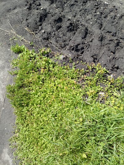 An overhead, eye-level shot captures a patch of dark soil next to a thriving growth of green grass and weeds. The soil is disturbed, with visible clumps and small stones, suggesting it has recently been worked or is an uncultivated area. A thin scattering of dry grass stalks lies on the border between the soil and the green vegetation. The grass is dense and varied, with some broad-leafed weeds interspersed among the blades. The scene appears to be an outdoor, unmanicured area, possibly a garden edge, roadside verge, or undeveloped lot, in Shadrinsk, Russia. There are no people, animals, or structures visible in the image. The lighting suggests it is daytime, with sunlight casting shadows.