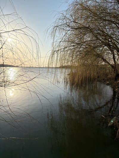 The image depicts a waterfront scene in Utash, Russia, under a clear sky. A large body of water occupies the majority of the frame. The sun is low on the horizon, positioned in the upper-left quadrant, casting a bright glare across the water's surface. The sky transitions from light blue at the top to a pale yellow-orange near the horizon. In the left foreground, several thin, bare tree branches arc into the frame. In the midground and right foreground, a large weeping willow tree with numerous bare, drooping branches extends over the water. The tree's branches are a yellowish-brown hue. Its reflection is visible on the water's surface, which appears mostly still with minor ripples. The water color shifts from a sun-drenched light grey on the left to a darker blue-black on the right, mirroring the sky and tree. The right bank is a dark, vegetated shoreline, with some dried reeds visible near the water's edge beneath the willow. A faint, low-lying distant shoreline or landmass is visible on the horizon, with indistinct vertical structures. No individuals or identifiable animals are present.
