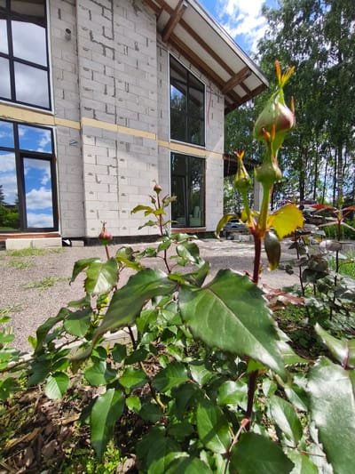In Steklyannyi, Russia, a partially constructed building with large windows made of grey concrete blocks is visible. The windows reflect the sky and surrounding trees. In the foreground, a rose bush with several buds is in focus. The ground is covered with gravel and mulch. A white car is parked in the background. The overall scene depicts an outdoor environment with elements of both construction and nature.